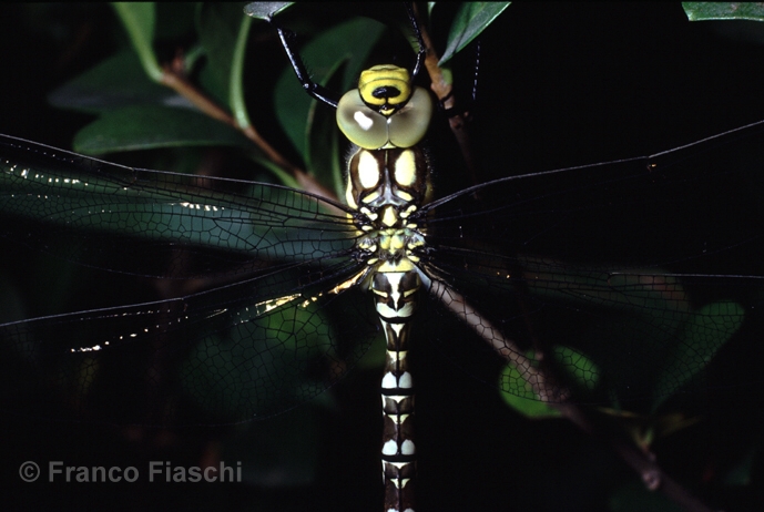 Scheda: Aeshna cyanea